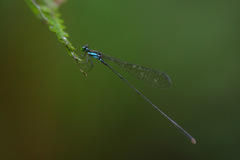 Nesobasis selysi