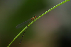 Nesobasis rufostigma