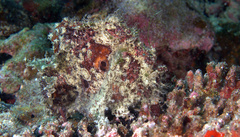 Abantennarius nummifer