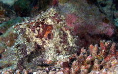 Abantennarius nummifer