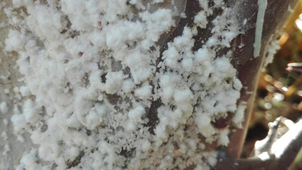 Capulinia
