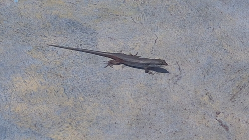 Variegated Skink