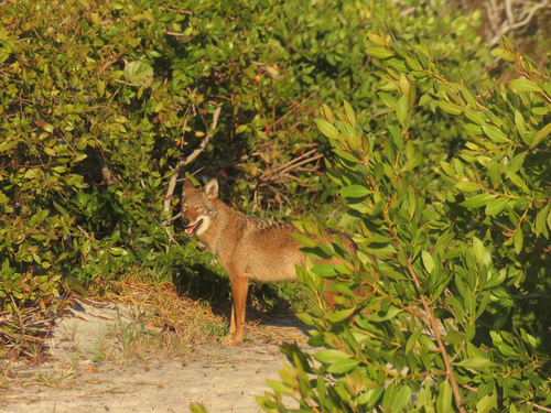 Coyote photographed in Florida