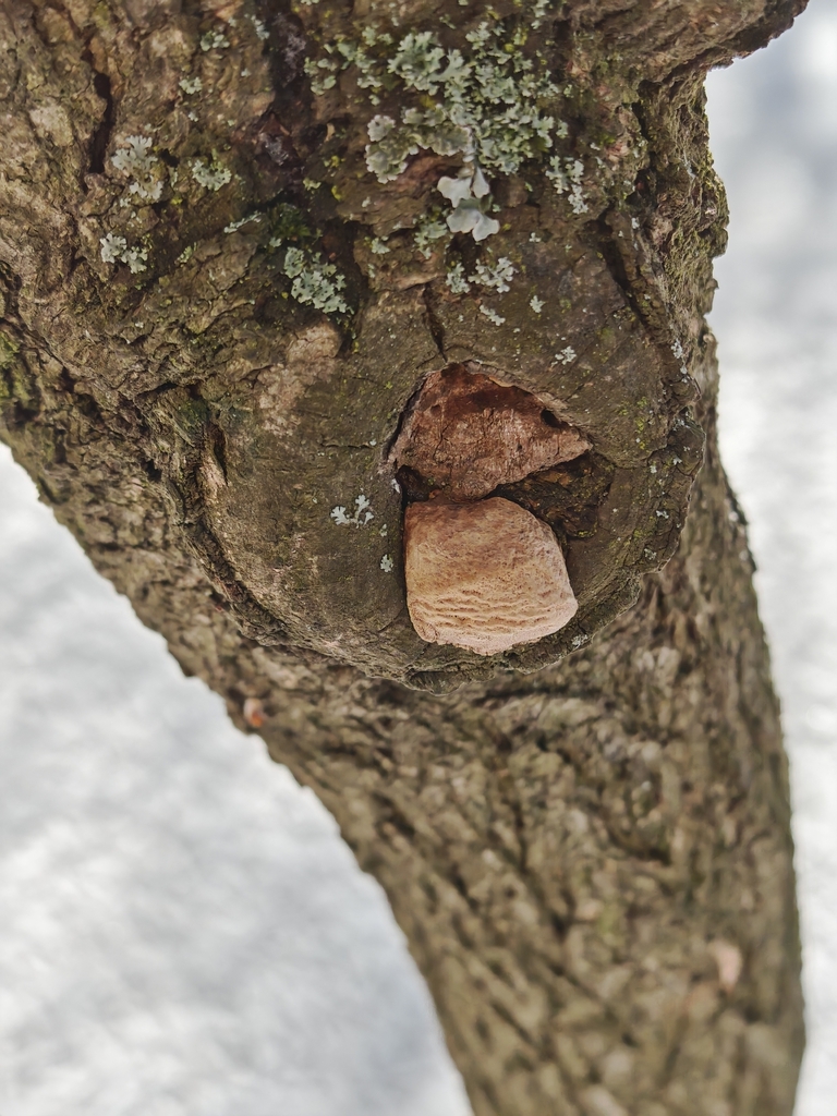 Phellinus pomaceus · February 2026 · photo: © p_andrey (iNaturalist, cc-by-nc)