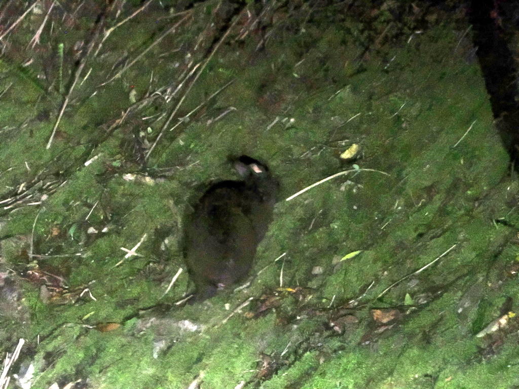 Amami Rabbit in January 2026 by Simon Tonge · iNaturalist