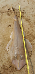 Widenose Guitarfish photo 5
