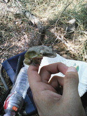 Triprion spatulatus