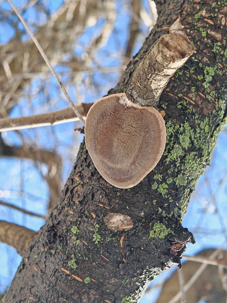 Phellinus pomaceus · February 2026 · photo: © p_andrey (iNaturalist, cc-by-nc)