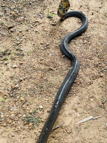 Photo of a Black forest cobra (Naja guineensis)