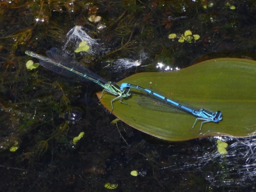 Azure damselfly
