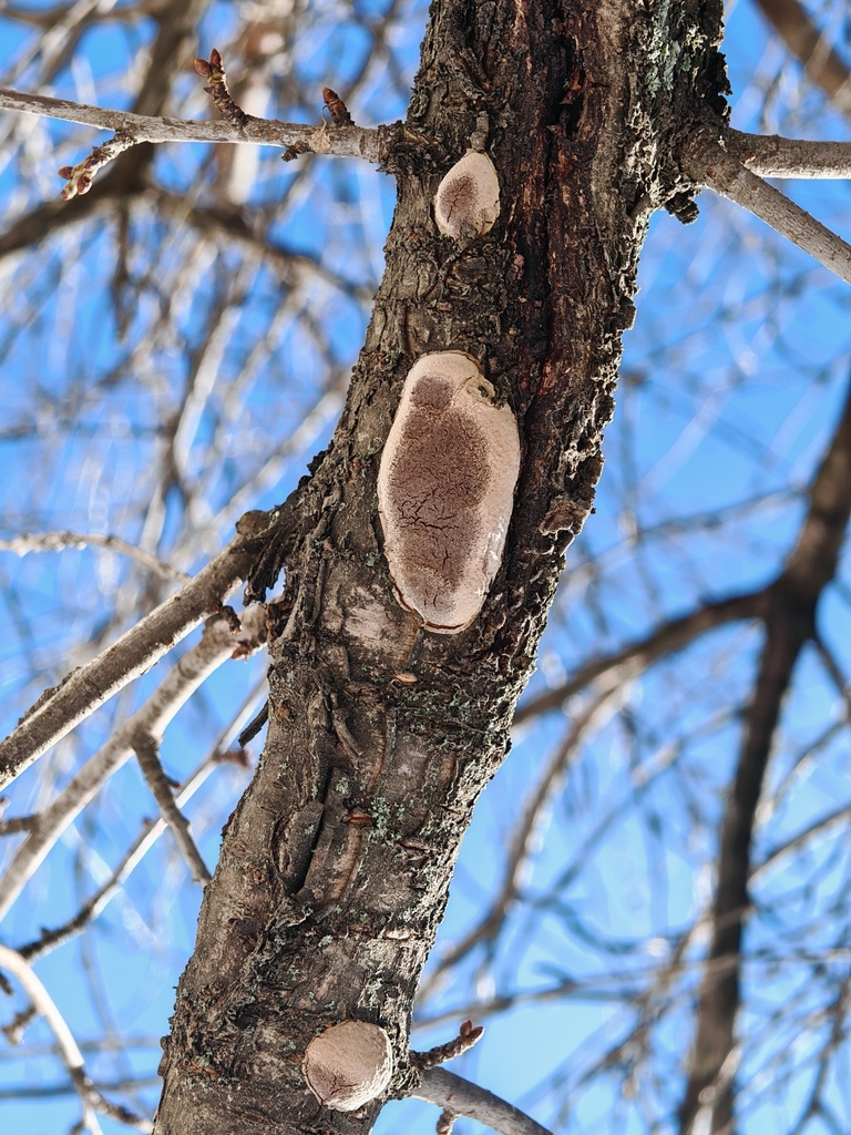 Phellinus pomaceus · February 2026 · photo: © p_andrey (iNaturalist, cc-by-nc)