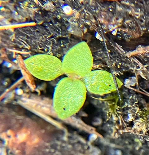 Clustered Mille Graines (Edrastima uniflora)