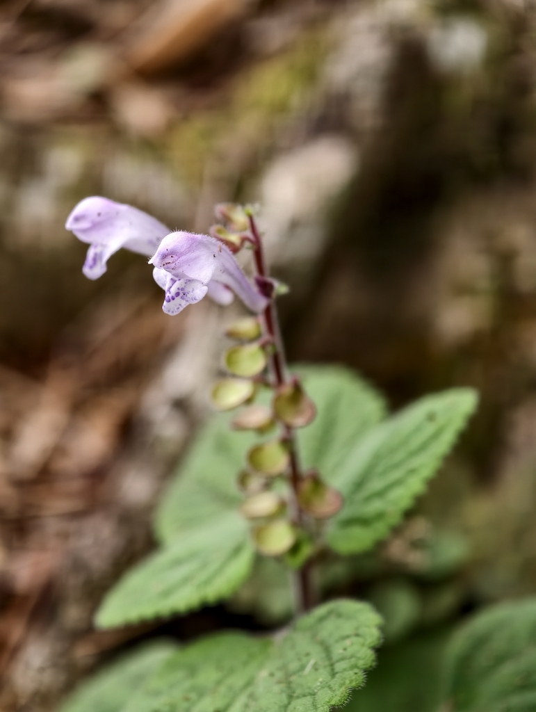 Cỏ hàn tín – Scutellaria indica
