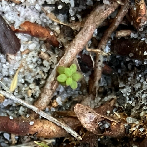 Arcadian St. johnswort (Hypericum edisonianum)