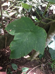 Cecropia pachystachya