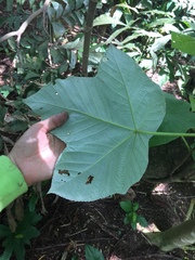 Cecropia pachystachya