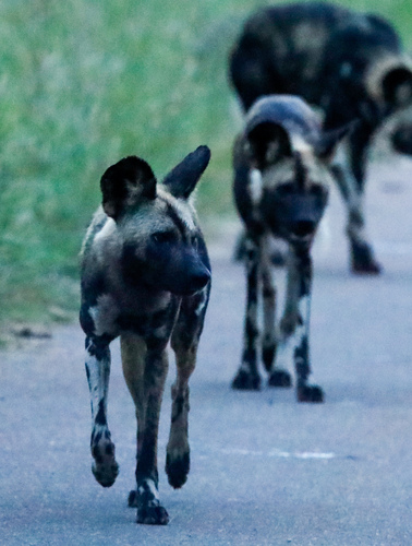 African wild dog