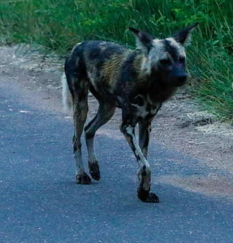 African wild dog