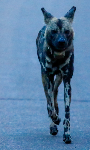African wild dog