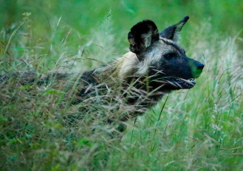 African wild dog