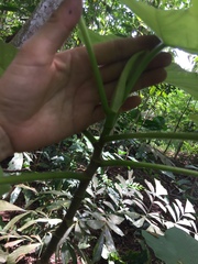 Cecropia pachystachya