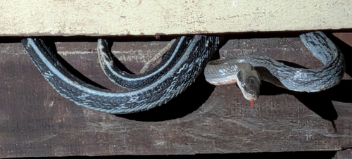 Beauty Ratsnake