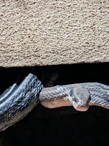 Beauty Ratsnake