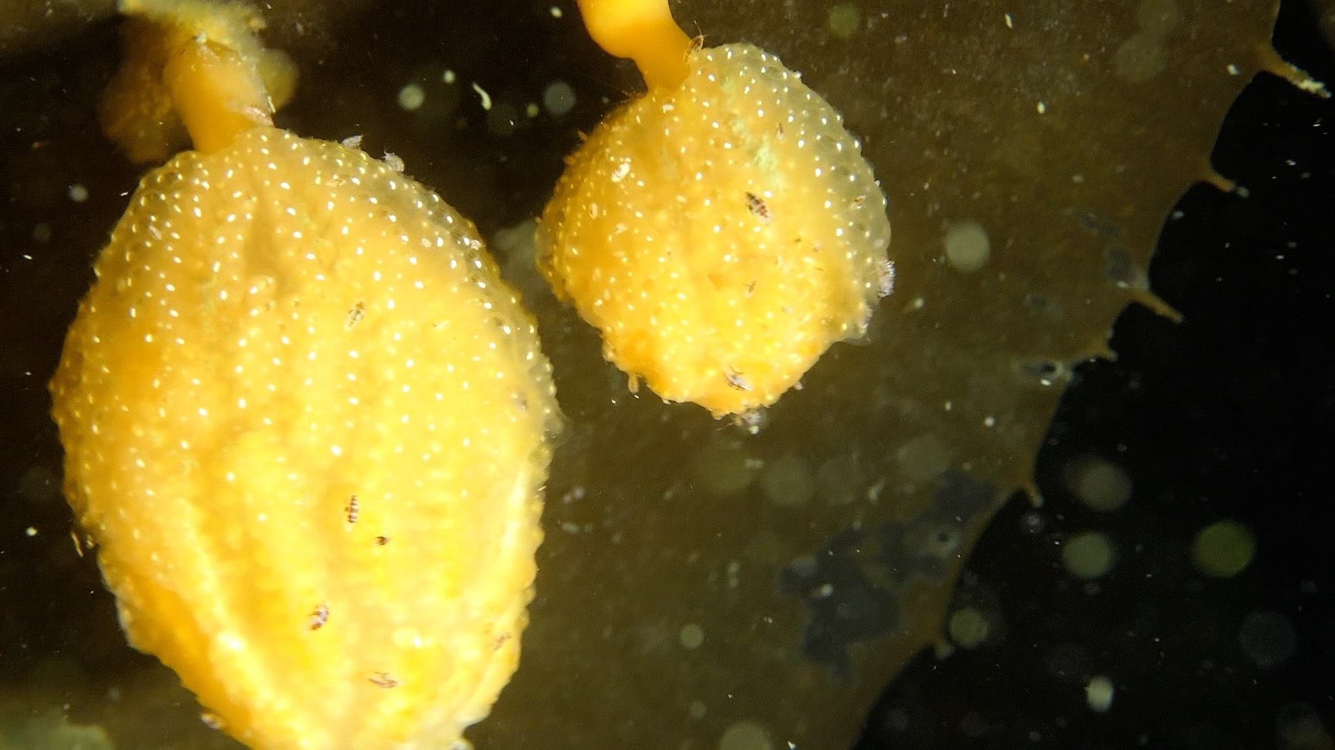 Sycozoa sigillinoides Lesson, 1830