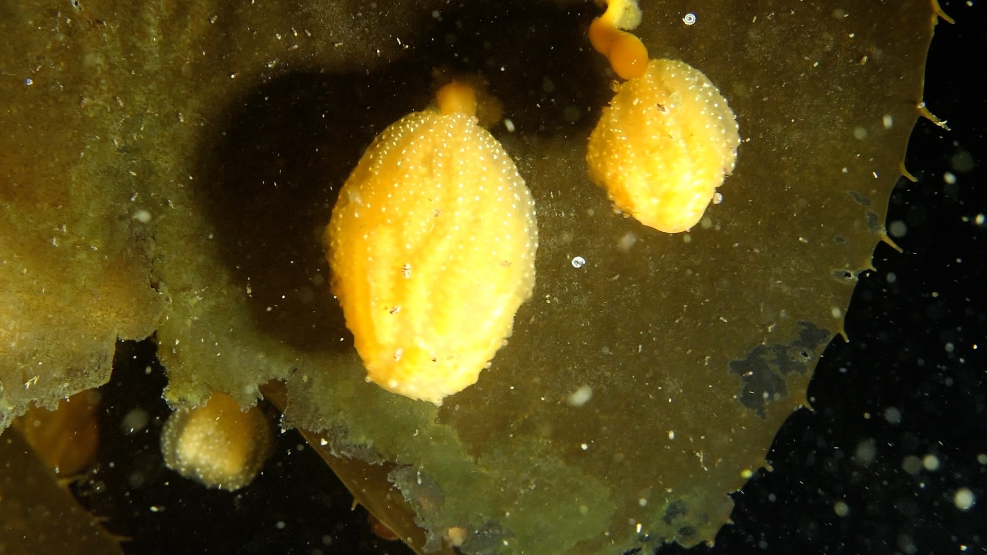 Sycozoa sigillinoides Lesson, 1830