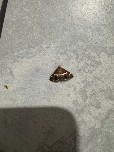 Hawaiian Beet Webworm Moth