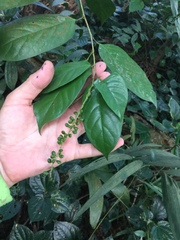 Antidesma cuspidatum