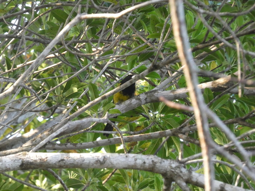Bahama Oriole (Icterus northropi), photo 1