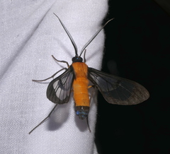 Cosmosoma flavothoracides