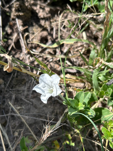 White Veld Violet (Ruellia patula)
