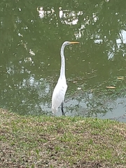 Ardea alba