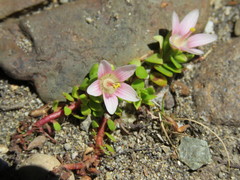 Lysimachia buxifolia