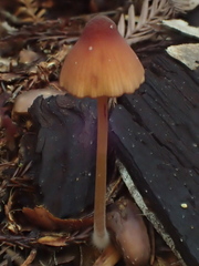 Mycena sanguinolenta