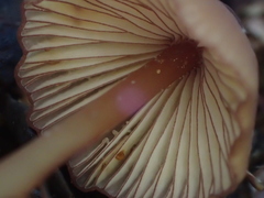 Mycena sanguinolenta