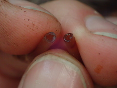 Mycena sanguinolenta