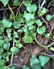 Hedera colchica