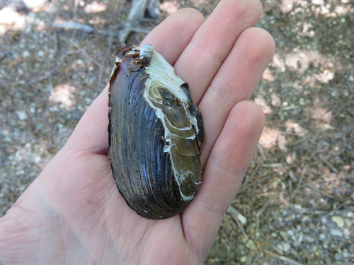 Diplodon chilensis