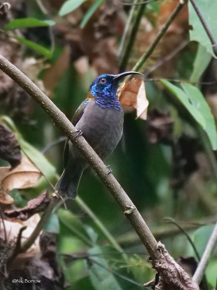 Blue-Headed Sunbird