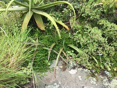 Selaginella caffrorum