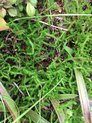 Selaginella caffrorum
