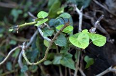 Hedera colchica