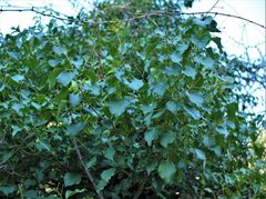 Hedera colchica