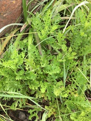 Senecio subrubriflorus