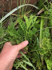 Senecio subrubriflorus