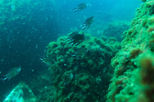 Chromis limbata