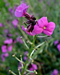Erysimum linifolium
